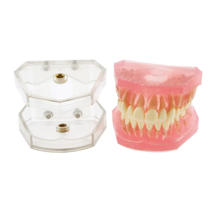 Dental Teeth Model TYPODONT Standard Model with Removable Teeth M7008 Detached Upper and Lower Jaws - Image 6