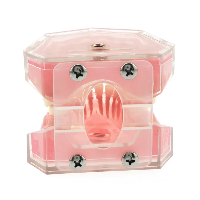 Dental Teeth Model TYPODONT Standard Model with Removable Teeth M7008 Detached Upper and Lower Jaws - Image 5