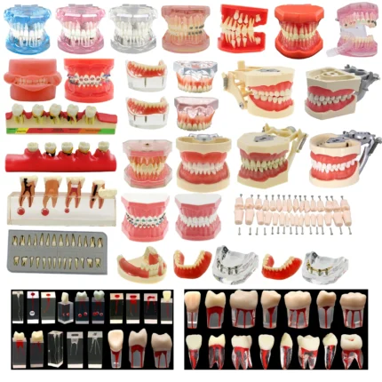 Dental Teeth Model Teaching Study Demonstration Tool Model Dentist Student Model for Teaching Kilgore Nissin ,Frasaco Colombia