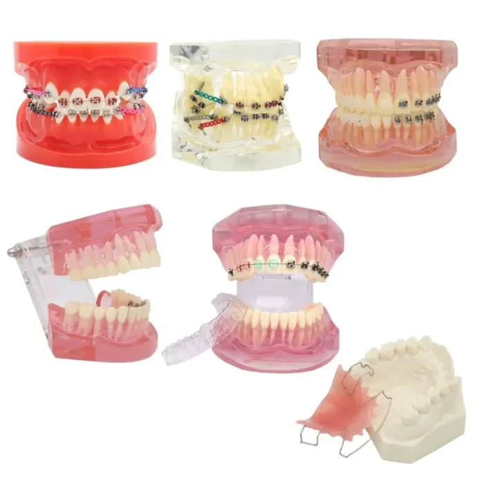 Dental Teeth Model Teaching Study Demonstration Tool Model Dentist Student Model for Teaching Kilgore Nissin ,Frasaco Colombia - Image 2