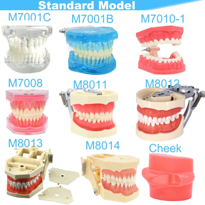 Dental Teeth Model Dental Teaching Model Standard Implants Models Orthodontic Model Dentistry Dentist Demo Studying - Image 2