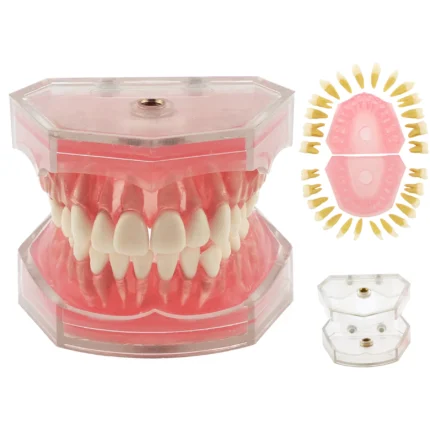 Dental Teeth Model TYPODONT Standard Model with Removable Teeth M7008 Detached Upper and Lower Jaws