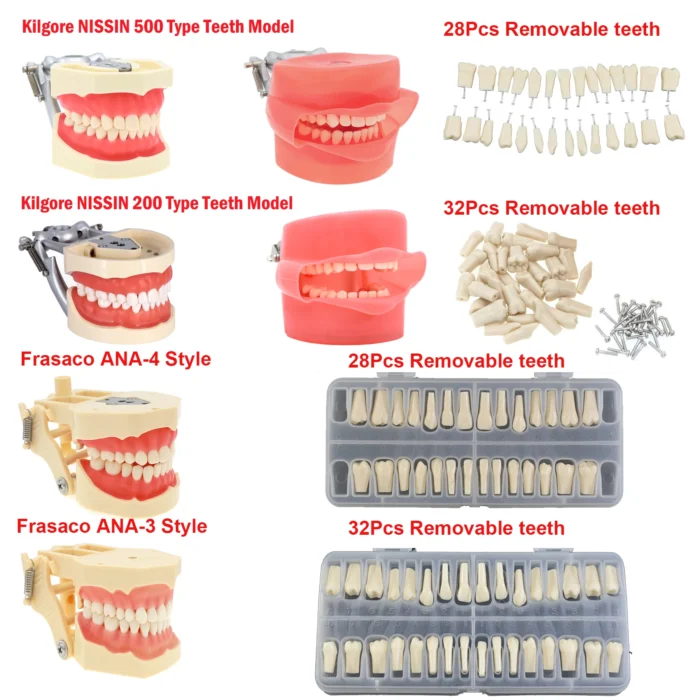 Dental Teeth Model Dental Teaching Model Standard Implants Models Orthodontic Model Dentistry Dentist Demo Studying - Image 6