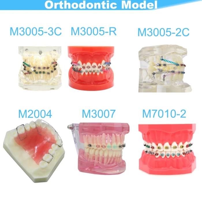 Dental Teeth Model Dental Teaching Model Standard Implants Models Orthodontic Model Dentistry Dentist Demo Studying - Image 3