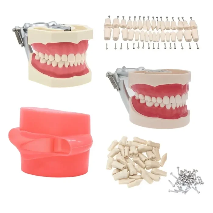 Dental Teeth Model Teaching Study Demonstration Tool Model Dentist Student Model for Teaching Kilgore Nissin ,Frasaco Colombia - Image 6
