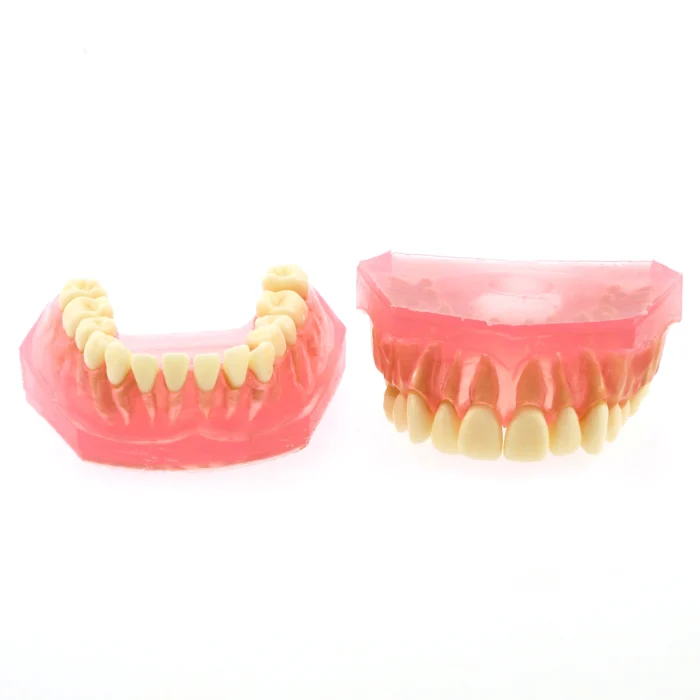 Dental Teeth Model TYPODONT Standard Model with Removable Teeth M7008 Detached Upper and Lower Jaws - Image 4