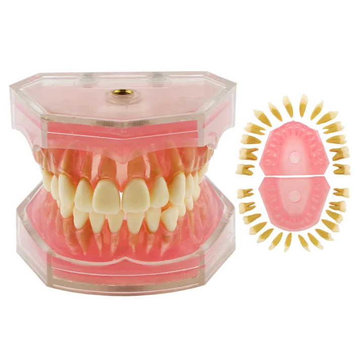 Dental Teeth Model TYPODONT Standard Model with Removable Teeth M7008 Detached Upper and Lower Jaws - Image 2